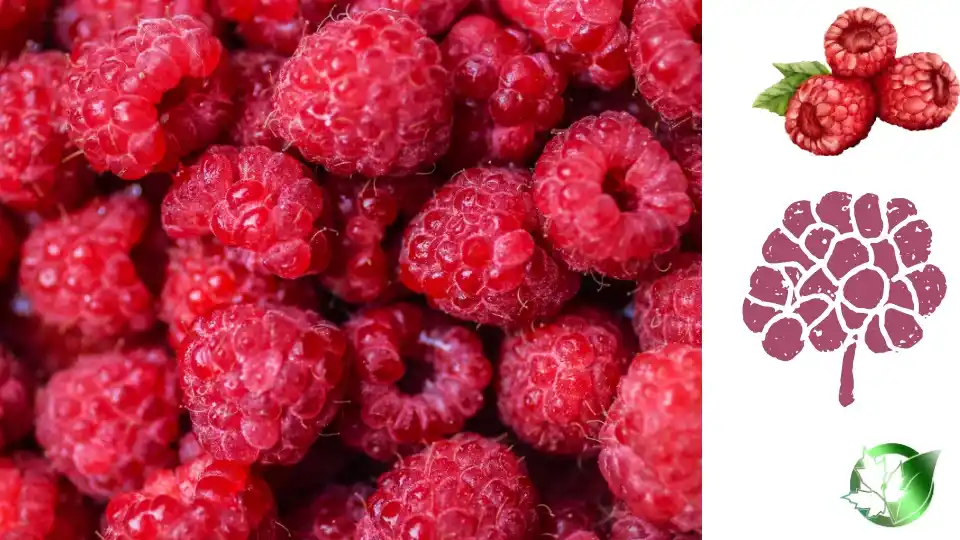 Frozen Raspberries quality, format, and packaging should be matched to the buyer’s target application.